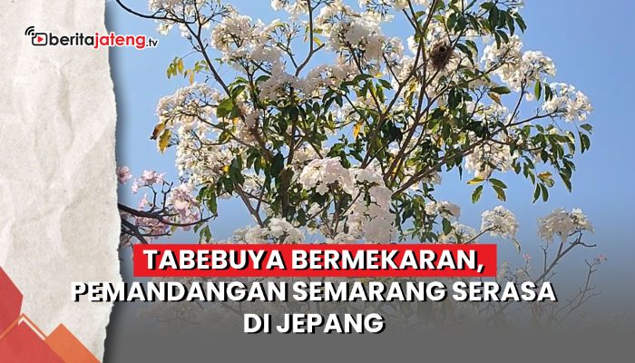 Video Tabebuya Bermekaran, Pemandangan Semarang Serasa di Jepang