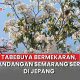 tabebuya semarang