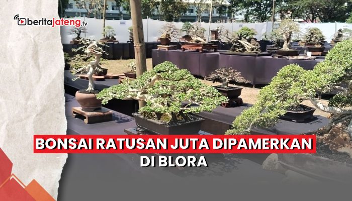 Video Bonsai Ratusan Juta Dipamerkan di Blora