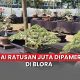 kontes bonsai nasional