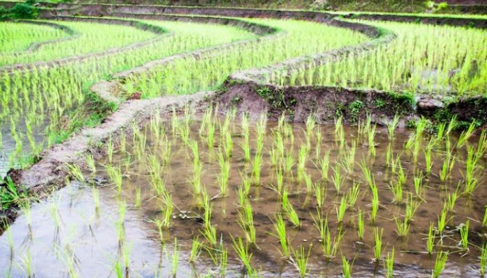 Terluas di Indonesia, Areal Tanam Padi di Jateng Bertambah Hingga 110.265 Hektare