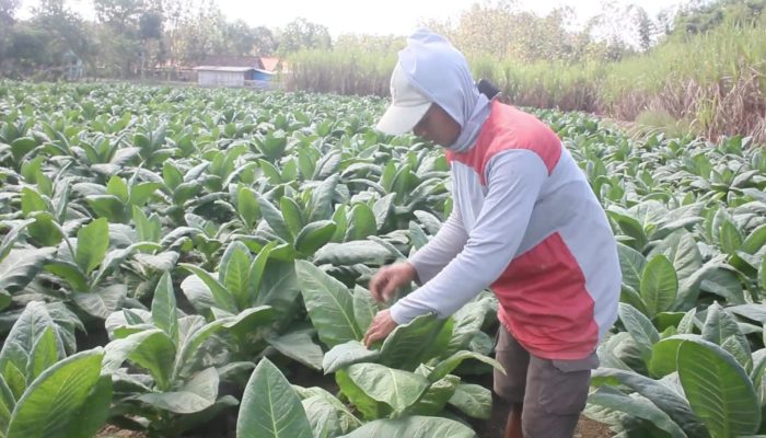 Beralih ke Komoditas Tahan Panas, Petani Blora Lebih Pilih Tanam Tembakau di Musim Kemarau