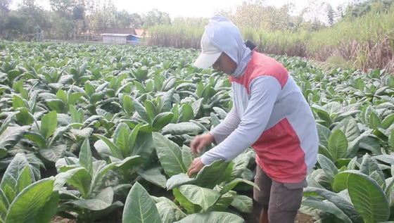 musim kemarau
