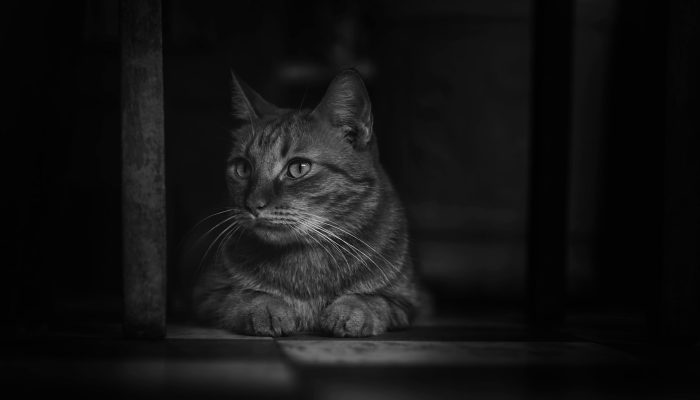 Polisi Tangkap Pria Viral Makan Daging Kucing di Semarang, Kondisi Kejiwaan Bakal Diperiksa