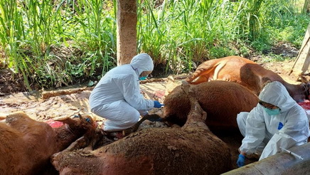 26 Sapi di Kota Semarang Terserang PMK, Kadispertan Minta Stop Sapi dari Luar Kota