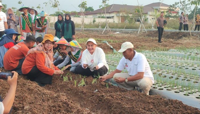 Mbak Ita Tanam Bawang Merah Unggulan Jenis Lokananta, Bisa Panen Hingga 20 Ton Per Hektar