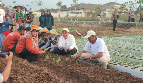 Mbak Ita Tanam Bawang Merah Unggulan Jenis Lokananta, Bisa Panen Hingga 20 Ton Per Hektare
