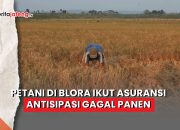 Video Petani di Blora Ikut Asuransi Antisipasi Gagal Panen