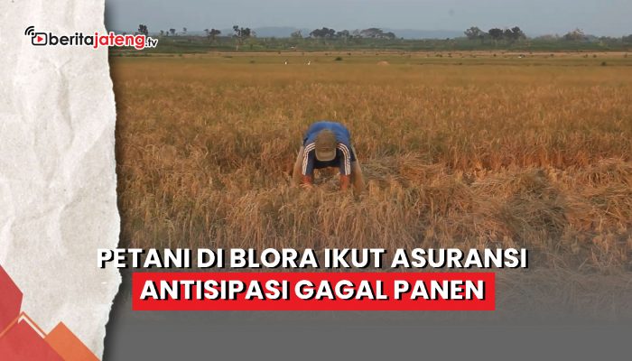 Video Petani di Blora Ikut Asuransi Antisipasi Gagal Panen