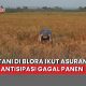 asuransi pertanian Blora