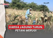 Video Harga Jagung Turun, Petani Merugi