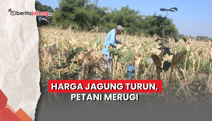 Video Harga Jagung Turun, Petani Merugi