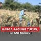 harga jagung Blora