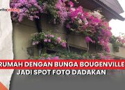 Video Spot Foto Bougenville Semarang Ramai Didatangi
