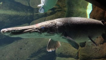 Heboh Orang Dibui Gegara Rawat di Rumah, 4 Jenis Ikan Aligator Ini Dilarang Dipelihara di Indonesia
