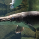 ikan aligator