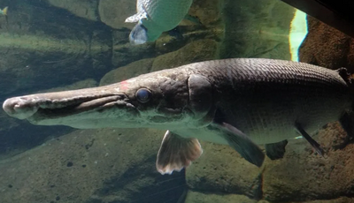 ikan aligator