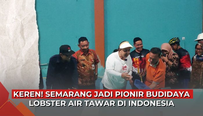 Video Semarang Jadi Pionir Budidaya Lobster Air Tawar