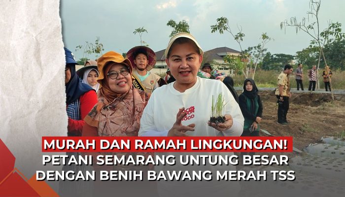 Video Mbak Ita Tanam Bawang Merah Lokananta, Hasil Panennya Melimpah