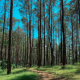 hutan pinus