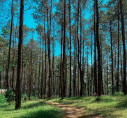hutan pinus