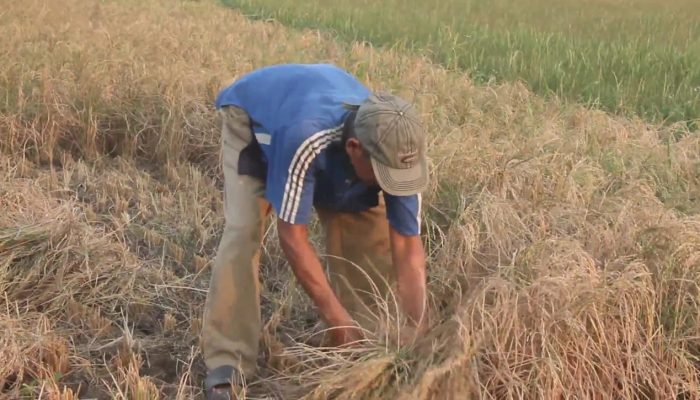 Antisipasi Gagal Panen, Petani di Blora Asuransikan Lahan Padi