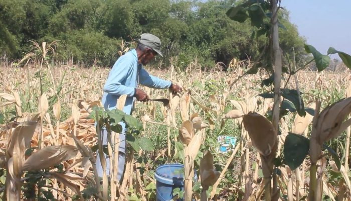 Musim Kemarau Parah, Petani Jagung di Blora Merugi