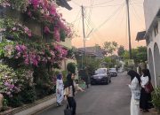 Indahnya Bunga Bougenville Bermekaran di Semarang, Mendadak Jadi Spot Foto Viral
