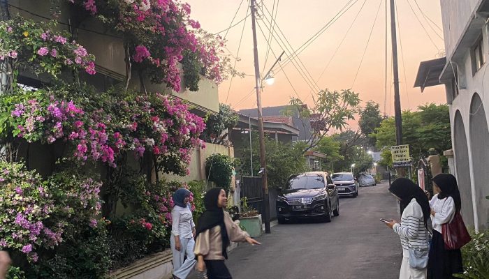 Indahnya Bunga Bougenville Bermekaran di Semarang, Mendadak Jadi Spot Foto Viral