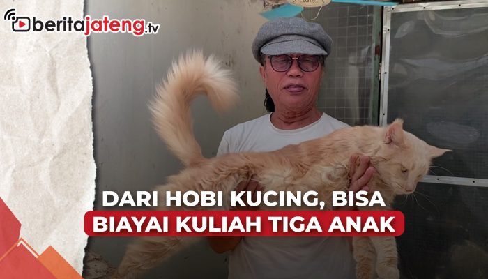 Video Dari Hobi Kucing Maine Coon, Bisa Biayai Kuliah Tiga Anak