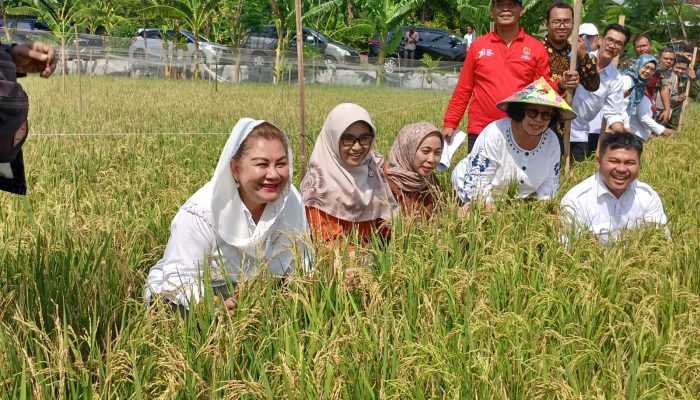 Pemkot Semarang dan BRIN Kembangkan Benih Padi Biosalin untuk Wilayah Pesisir