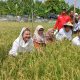 Pemkot Semarang dan BRIN Kembangkan Benih Padi Biosalin untuk Wilayah Pesisir