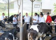 Ada Peternakan Sapi Wagyu di Kota Semarang, Jatirejo Farm Jadi Pionir Pengembangbiakan di Jawa Tengah