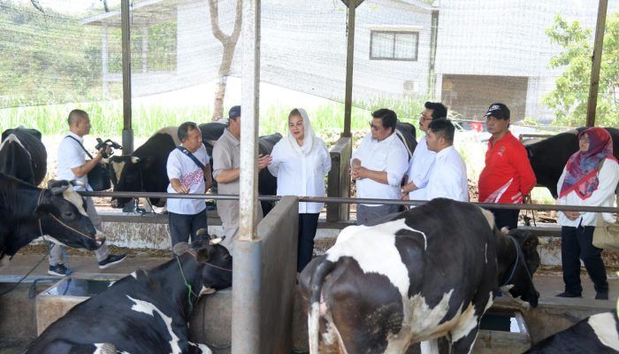 Ada Peternakan Sapi Wagyu di Kota Semarang, Jatirejo Farm Jadi Pionir Pengembangbiakan di Jawa Tengah