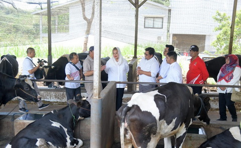 Ada Peternakan Sapi Wagyu di Kota Semarang, Jatirejo Farm Jadi Pionir Pengembangbiakan di Jawa Tengah
