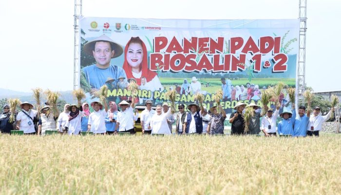 Pemkot Akan Optimalkan 400 Hektare Lahan Pertanian di Tugu dengan Penanaman Padi Biosalin