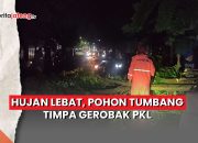Video Hujan Lebat, Pohon Tumbang Timpa Gerobak PKL