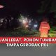pohon tumbang Blora