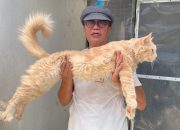 Mengenal Kucing Maine Coon, Anabul Sultan Berpostur Besar yang Harganya Tembus Jutaan