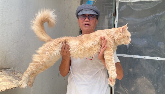 Mengenal Kucing Maine Coon, Anabul Sultan Berpostur Besar yang Harganya Tembus Jutaan