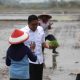 cetak sawah
