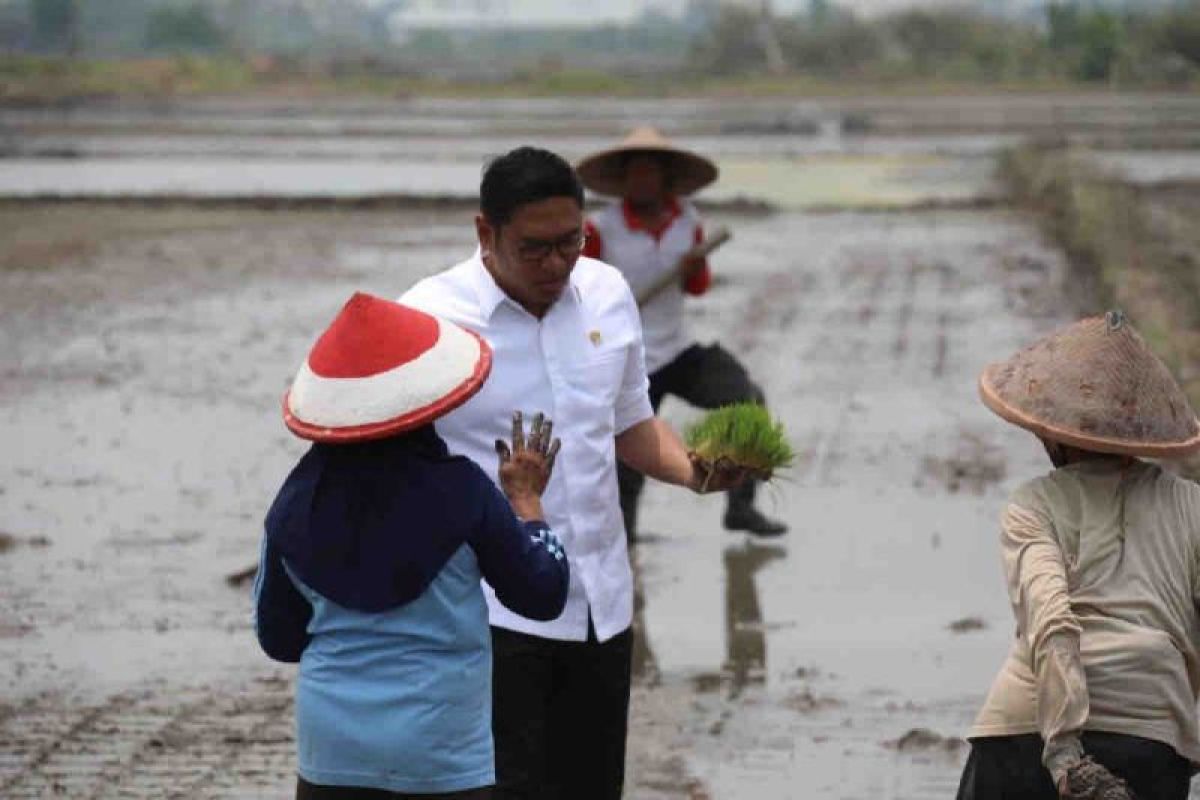 cetak sawah