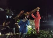 Hujan Lebat dan Angin Kencang di Blora, Sejumlah Pohon Roboh, Satu Gerobak Rusak Parah