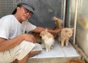 Rezeki Nomplok! Kisah Marco Manardi Bisa Biayai Kuliah 3 Anaknya dari Kucing Maine Coon Gratisan