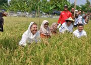 Pemkot Semarang dan BRIN Kembangkan Benih Padi Biosalin untuk Wilayah Pesisir