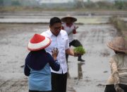 Jaga Ketahanan Pangan Nasional, Wamentan Sudaryono: Akan Dicetak Sawah 3 Juta Hektare