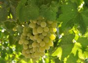 anggur shine muscat