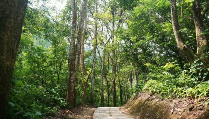 Jadi Lokasi Syuting Film Horor 2024, Begini Pesona Hutan Wanagama Gunungkidul
