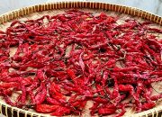 Cara Bikin Cabai Kering Homemade, Awet Sampai 6 Bulan, Kualitas Tetap Sama