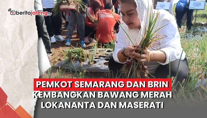 Video Pemkot Semarang dan BRIN Kembangkan Bawang Merah Lokananta dan Maserati